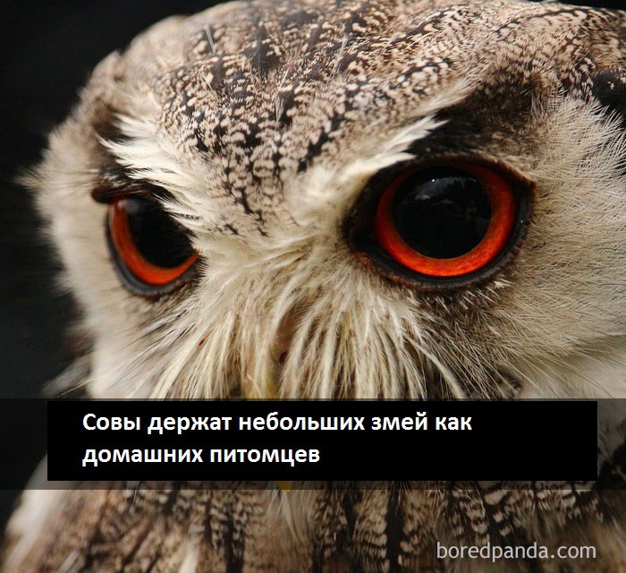 interesting-life-facts-6-5825c218e5dea__700