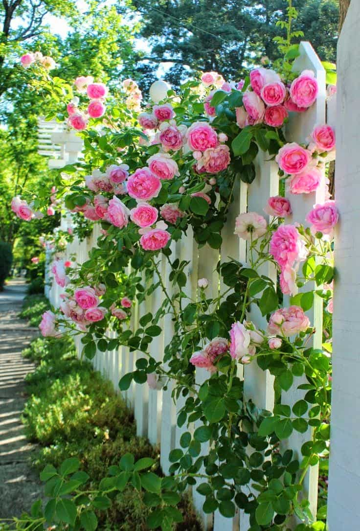 Красивая живая изгородь из чудесных роз каждый день будет дарить вам весеннее настроение