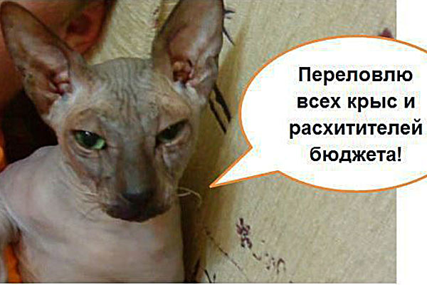 Кот на свете всех милее