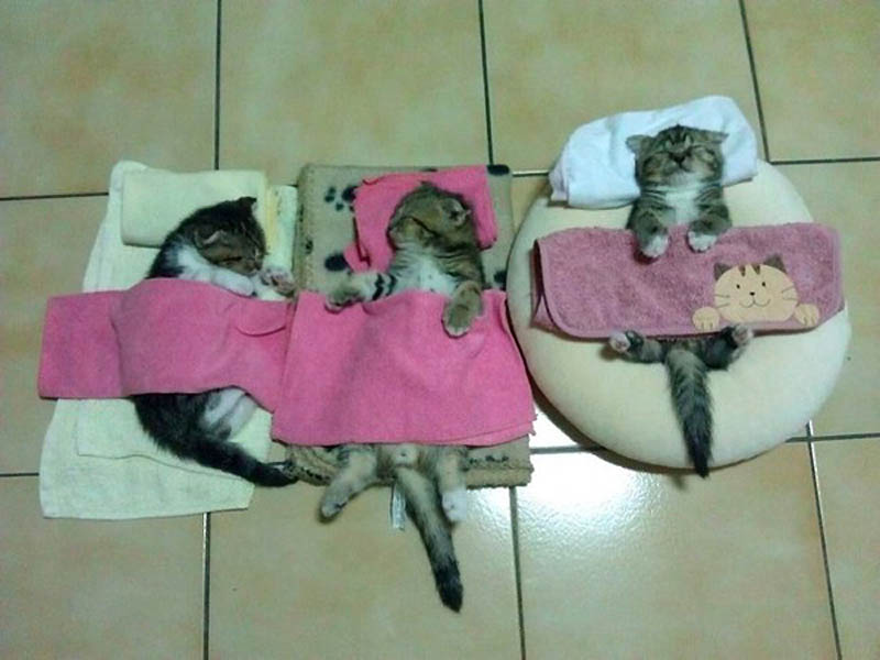 Почему кошки лучше собак