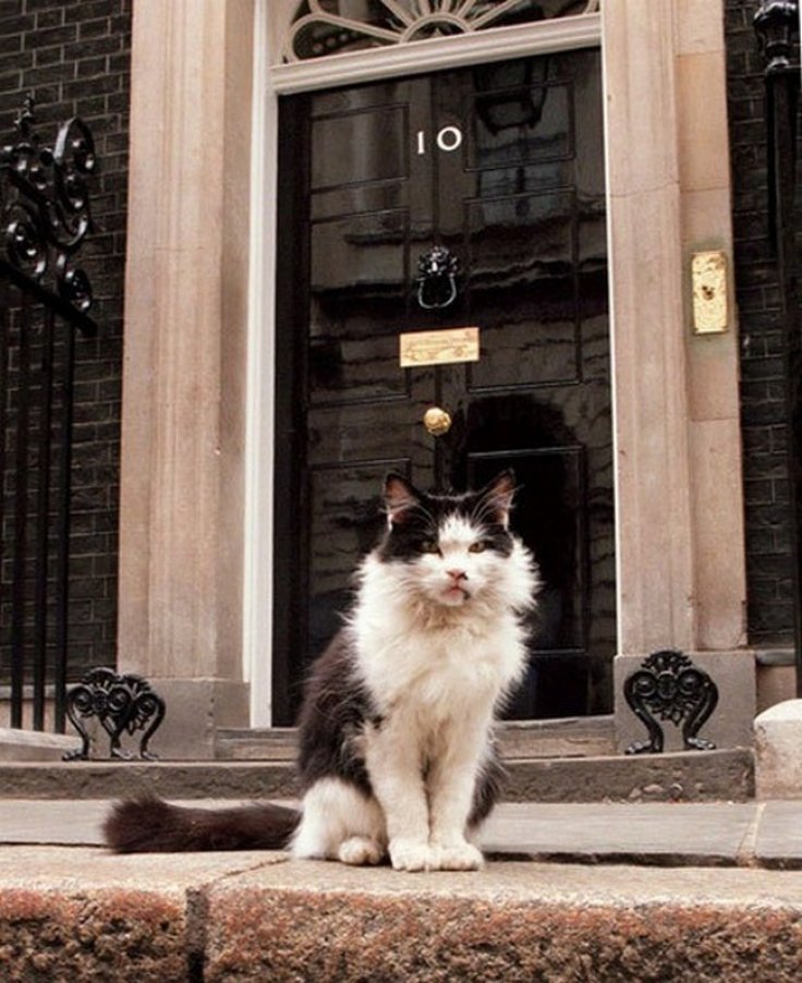 Humphrey_1_736x902
