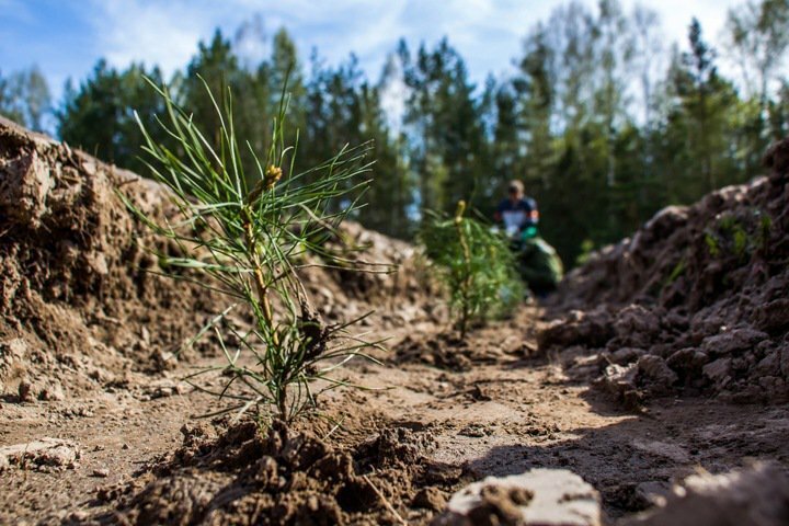 Запасов древесины в Сибири хватит только на 15 лет при нынешних темпах добычи. Лес уже не восстанавливается. Запасов древесины в Сибири хватит только на 15 лет при нынешних темпах добычи. Лес уже не восстанавливается. вырубка леса, обыкновенный фашизм, сибирь