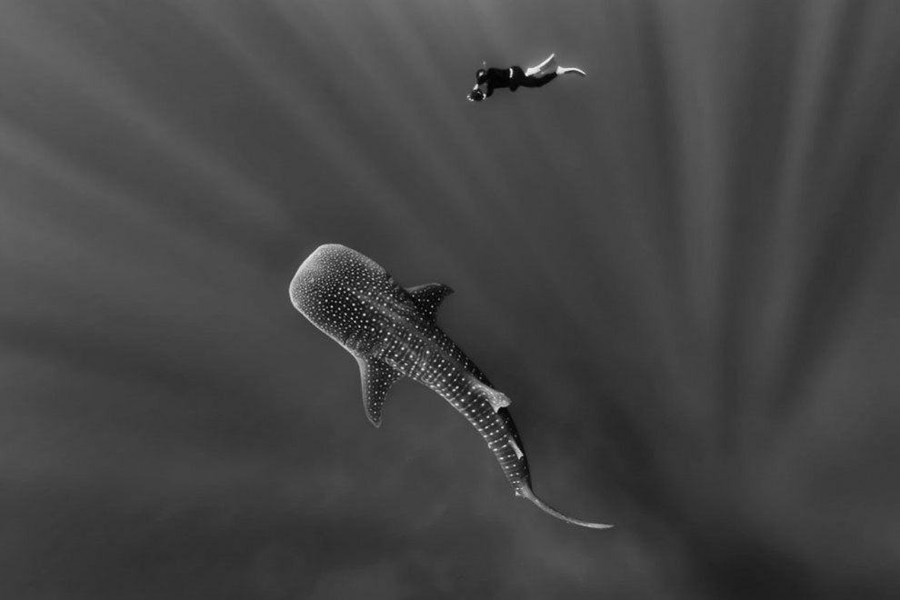 tubarão-baleia 