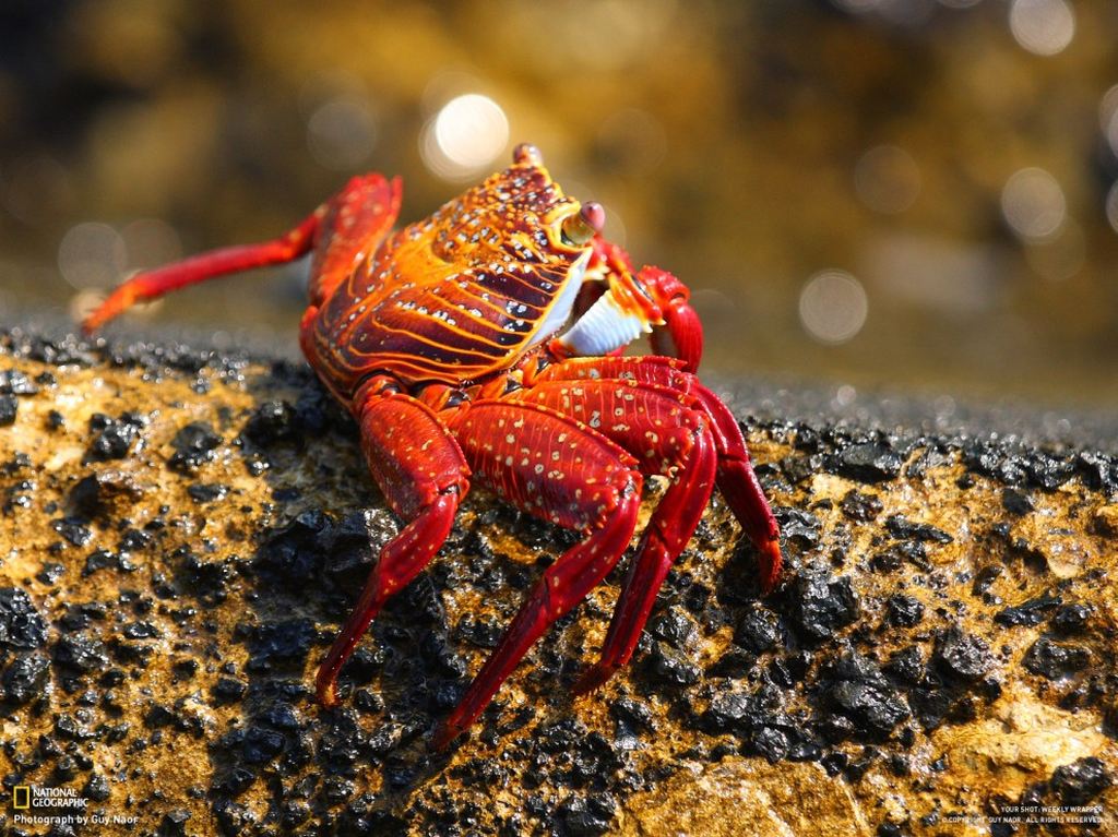    National Geographic