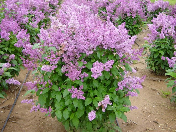 Мохнатая сирень (Syringa villosa)