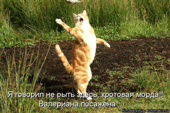 Забавные животные (50 фото) Забавные животные (50 фото)