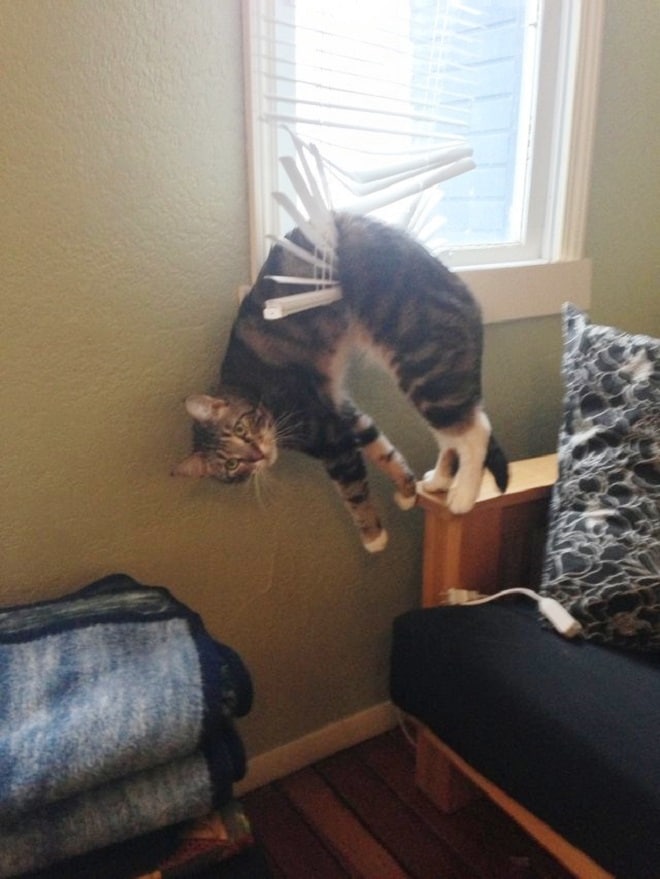 Кот висит Кот в жалюзях