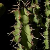 Молочай голубоватый (Euphorbia coerulescens) Молочай голубоватый (Euphorbia coerulescens)