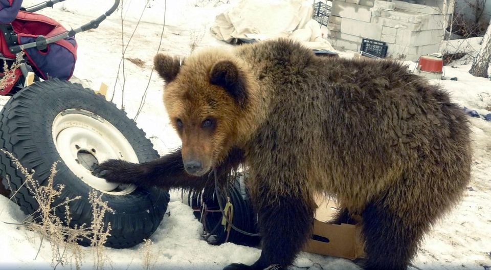 В России охотника убил и съел медведь, которого он ранее спас и вырастил