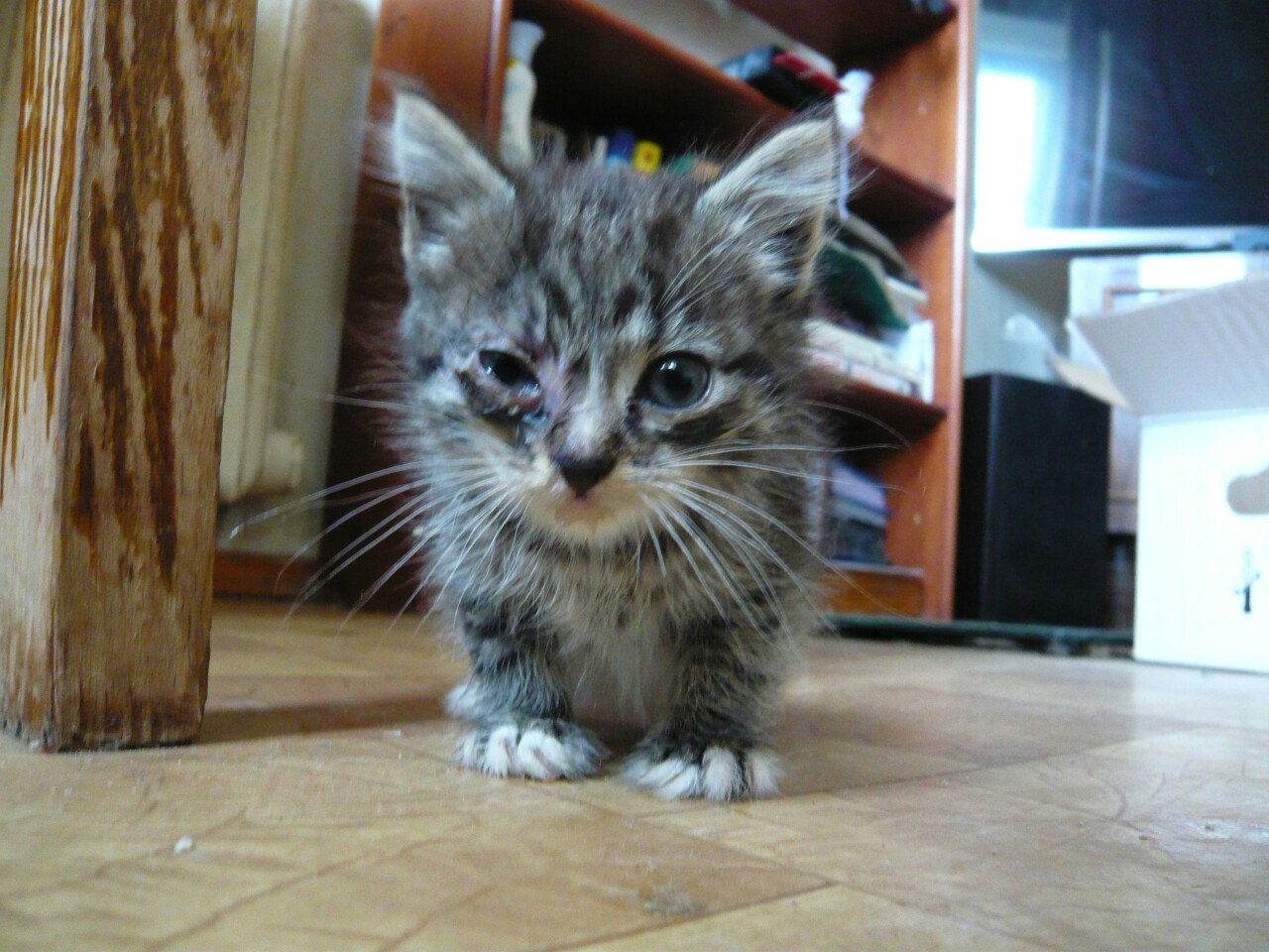 Котята не двигались, и я сначала подумала, что уже поздно, но... Котята не двигались, и я сначала подумала, что уже поздно, но...
