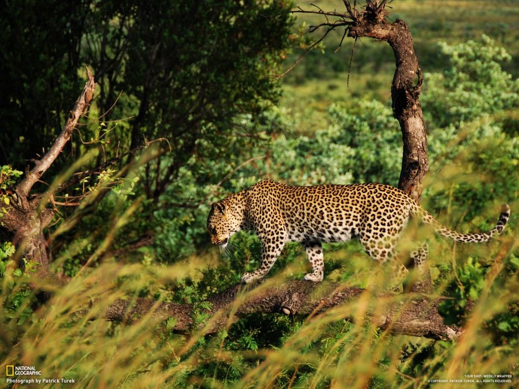    National Geographic