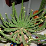 Молочай Голова медузы (Euphorbia caput medusae) Молочай Голова медузы (Euphorbia caput medusae)
