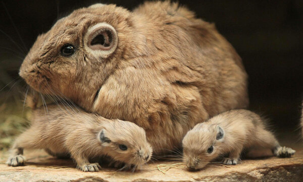 11 самых милых животных в мире, о которых вы вряд ли слышали