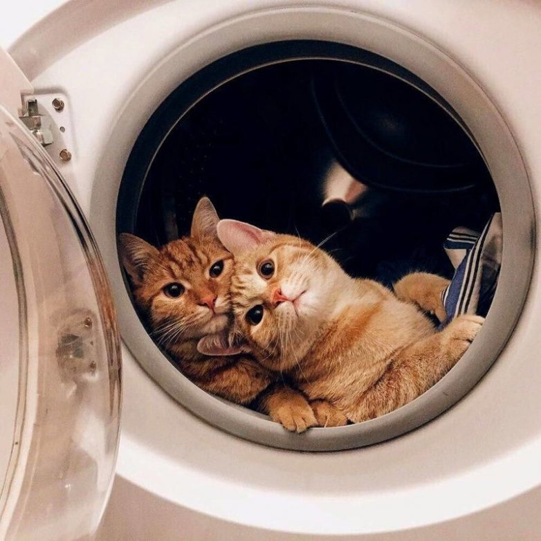 Когда животные умнее, чем мы
