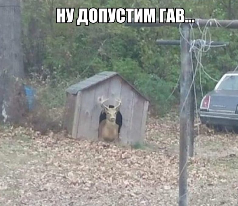 Убойные заряды юмора на всю праздничную неделю Убойные заряды юмора на всю праздничную неделю
