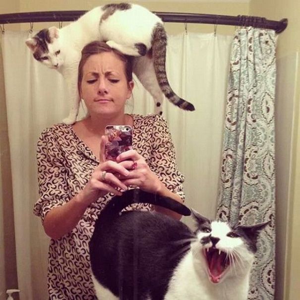 20 кошек, которые плевать хотели на твоё личное пространство 20 кошек, которые плевать хотели на твоё личное пространство