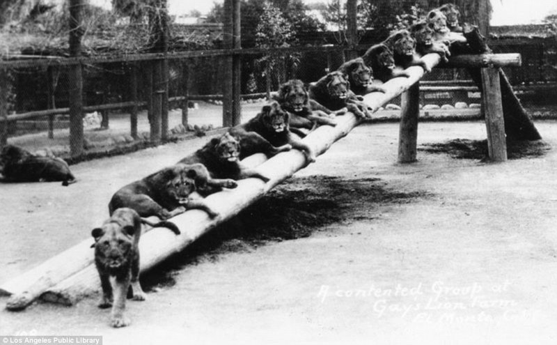 Знаменитая "голливудская львиная ферма": архивные фотографии 1925 - 1942 гг Знаменитая "голливудская львиная ферма": архивные фотографии 1925 - 1942 гг архивные снимки, архивные фото, дрессированные, дрессировщик, лев, львы, сша
