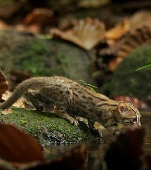 Кошка размером с ладонь