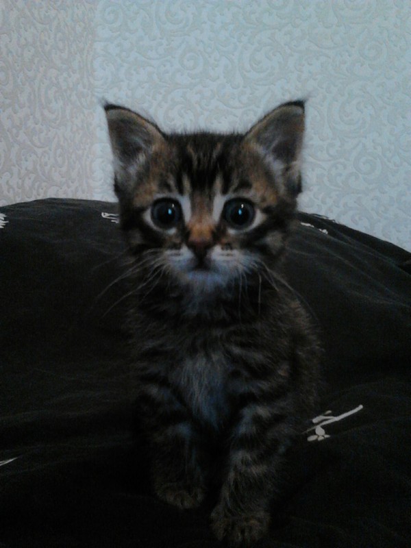 Дачники разобрали свой дом, чтоб найти… замечательного котёнка! Дачники разобрали свой дом, чтоб найти… замечательного котёнка!