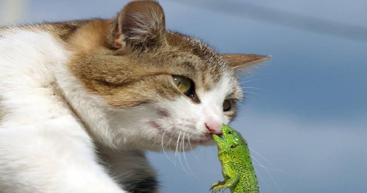 Ящерица кусает кота Кот и ящерица