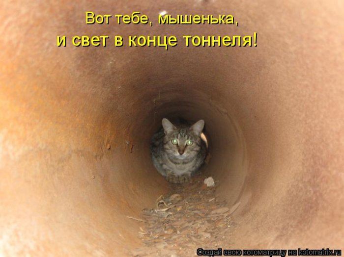 Котоматрицы :)