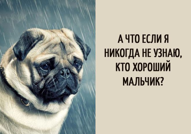15 забавных мыслей, которые наверняка посещали каждую собаку 15 забавных мыслей, которые наверняка посещали каждую собаку