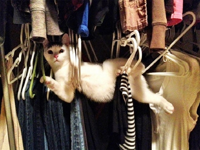 Кот застрял Кот в шкафу