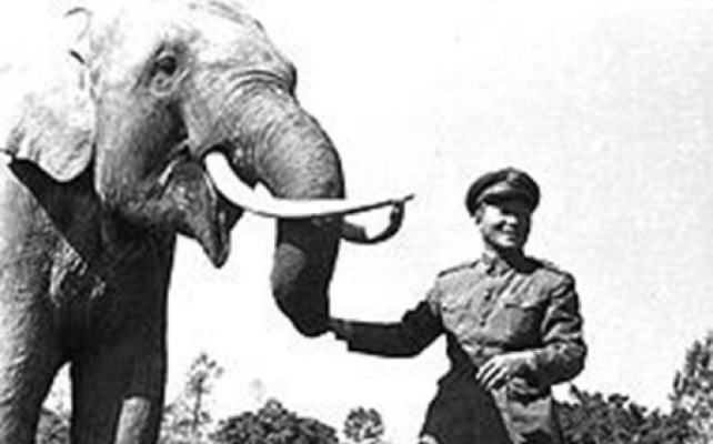 10 животных, сделавших головокружительную карьеру в армии