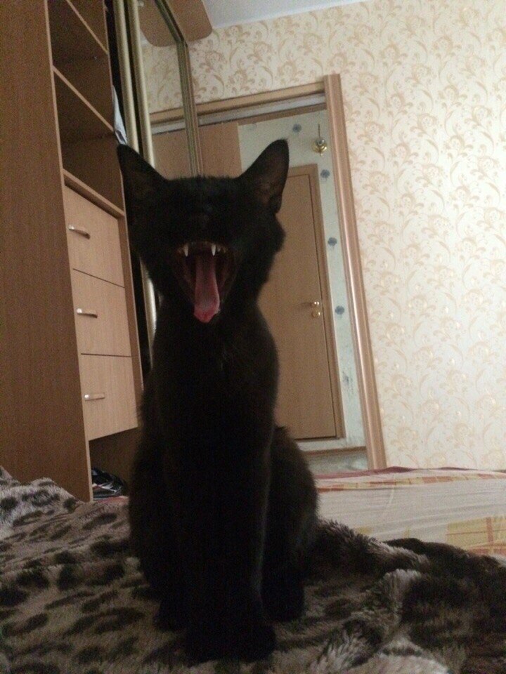 Красотка из подвала
