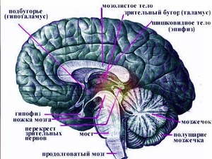 http://img.zzweb.ru/img/829800/melatonin-epifiz.jpg