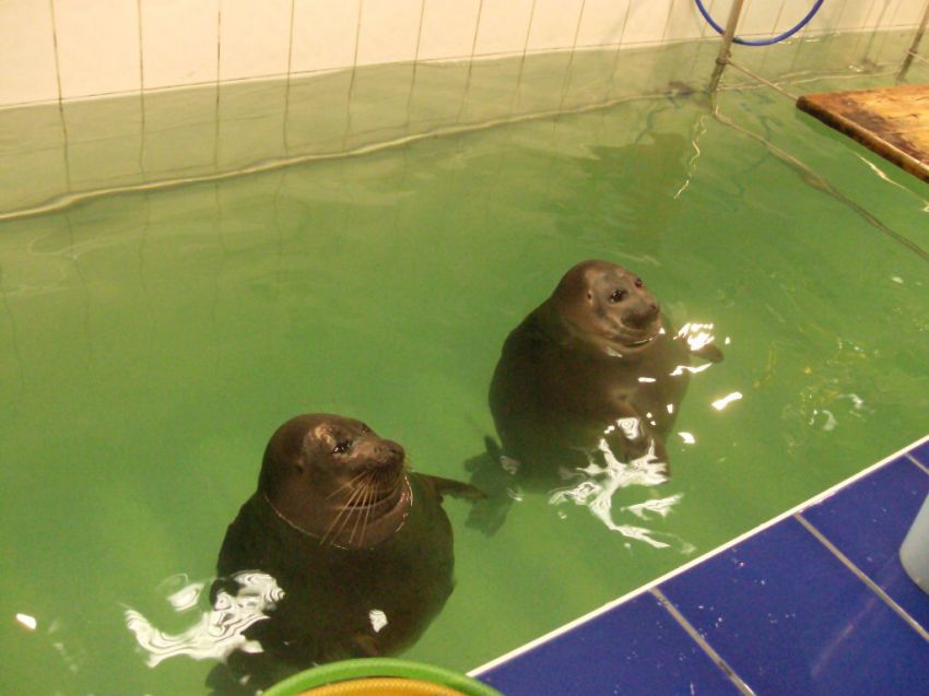 Шоу байкальских нерп Байкальская нерпа – самый известный обитатель Байкала, потрясающие создания!