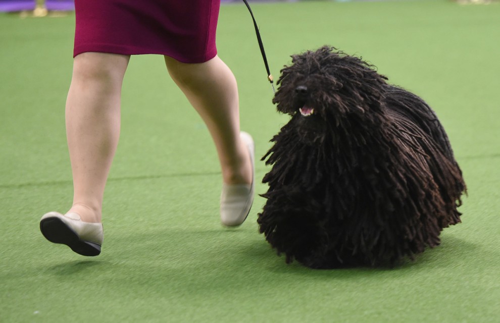 Выставка собак в мире Westminster Kennel Club Dog Show