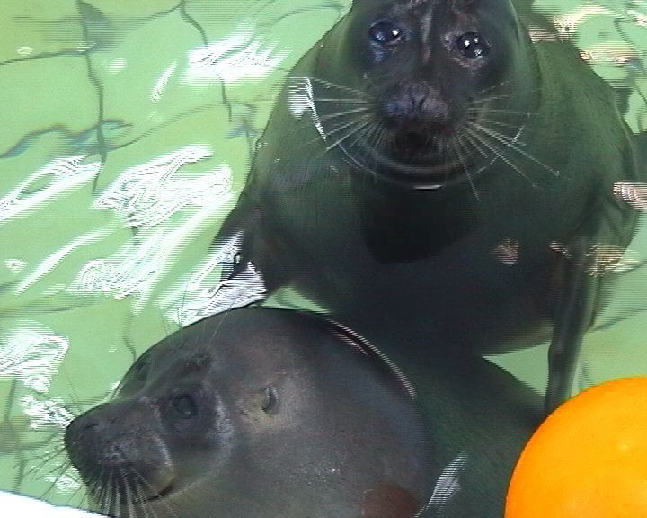 Шоу байкальских нерп Байкальская нерпа – самый известный обитатель Байкала, потрясающие создания!