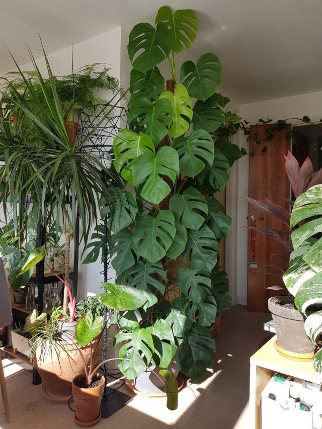 Монстера деликатесная (Monstera deliciosa) Монстера деликатесная (Monstera deliciosa)