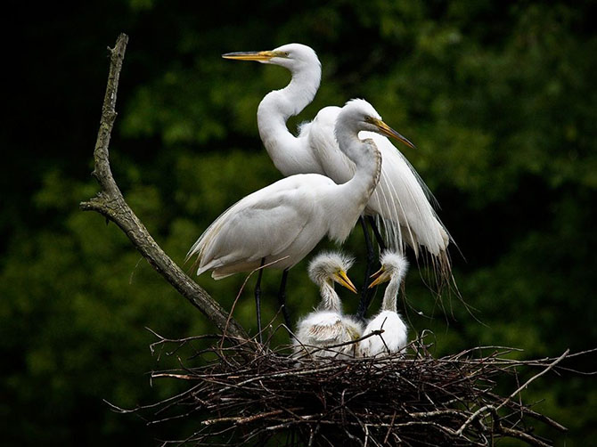 National Geographic: лучшие фотографии июля