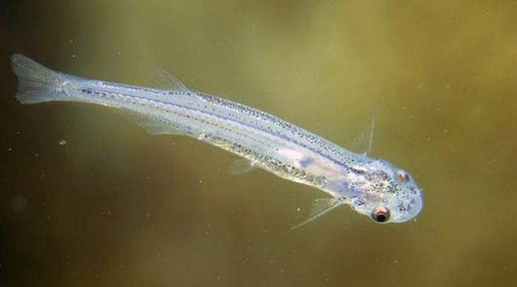 Монстры, живущие в Амазонке Монстры, живущие в Амазонке