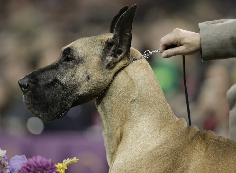 Выставка собак в мире Westminster Kennel Club Dog Show