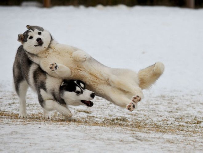Funny Dog Photobombs Funny Dog Photobombs