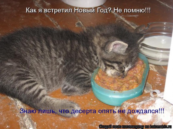 Новый Год и коты