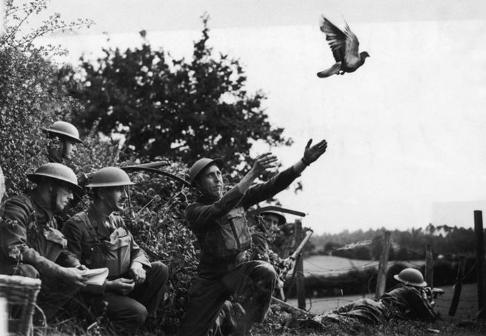 животные, героизм