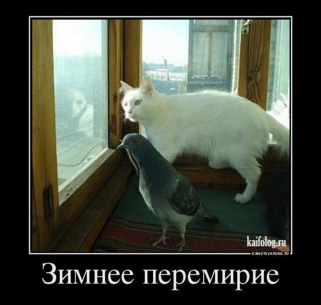 Русские демотиваторы (45 фото)
