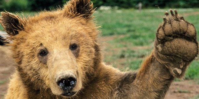 Охотники поймали медведя, который девять месяцев дебоширил в Альпах