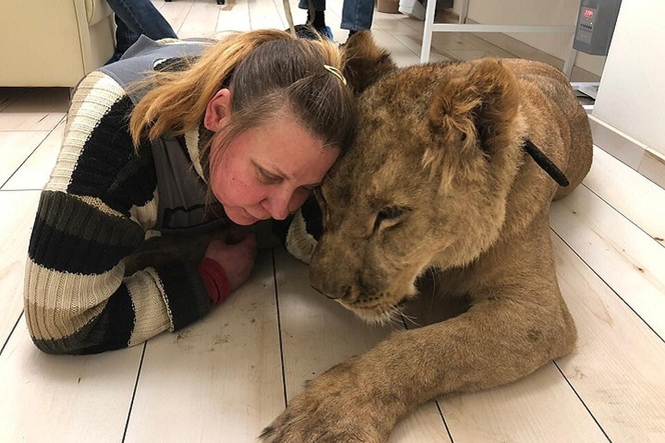 «Велес» показал, как спасенная из квартиры петербуржца львица посетила ветеринара