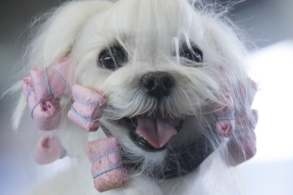 Выставка собак в мире Westminster Kennel Club Dog Show