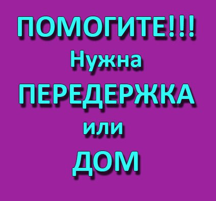 Летние брошенные котята и совсем никому не нужные... Помогите хотя бы временно Летние брошенные котята и совсем никому не нужные... Помогите хотя бы временно