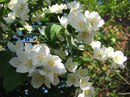 Маломерные кустарники, которые можно посадить на участке