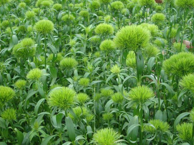 Гвоздика зеленая (сорт Green trick) Гвоздика зеленая фото (сорт Green trick)