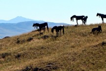 Bleu Horses