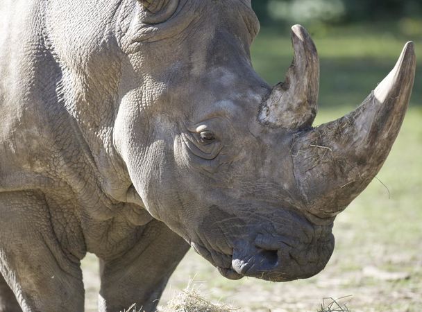 Во французском зоопарке застрелили носорога