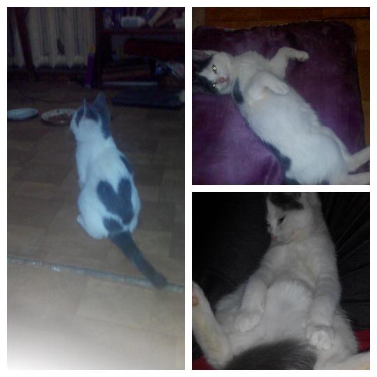Котята не двигались, и я сначала подумала, что уже поздно, но... Котята не двигались, и я сначала подумала, что уже поздно, но...